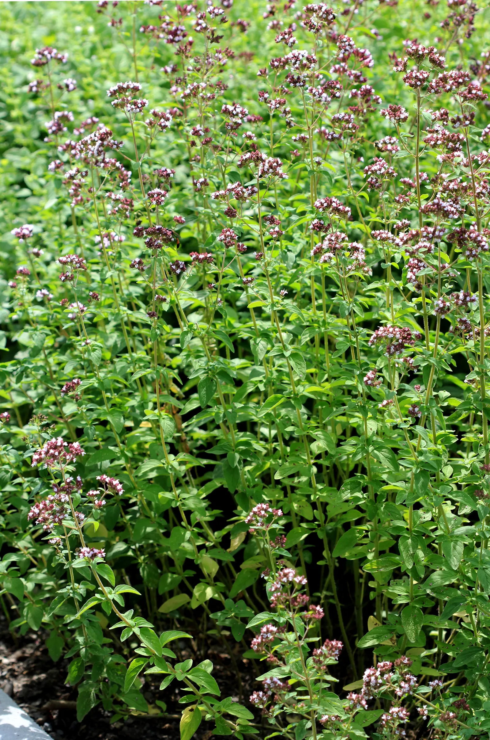 Oregano (Origanum Vulgare) — oregano is drought tolerant once established and attracts pollinators; oregano leaves are a staple in Mediterranean, image 45