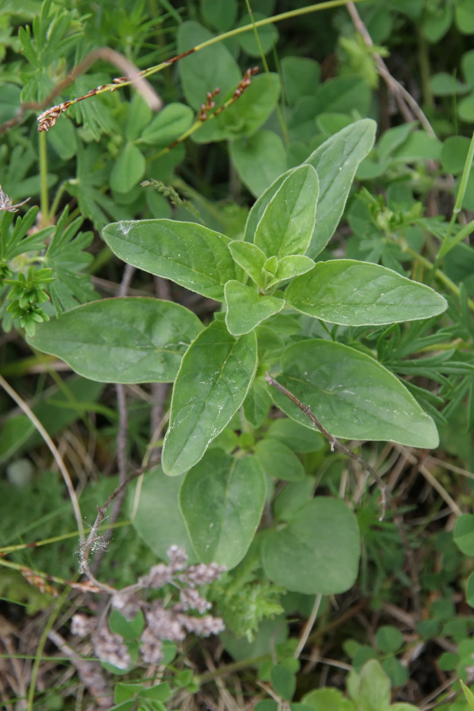 Oregano (Origanum Vulgare) — Its versatility makes it an excellent addition to herb gardens, rockeries, or as a fragrant ground cover; herb /, image 66