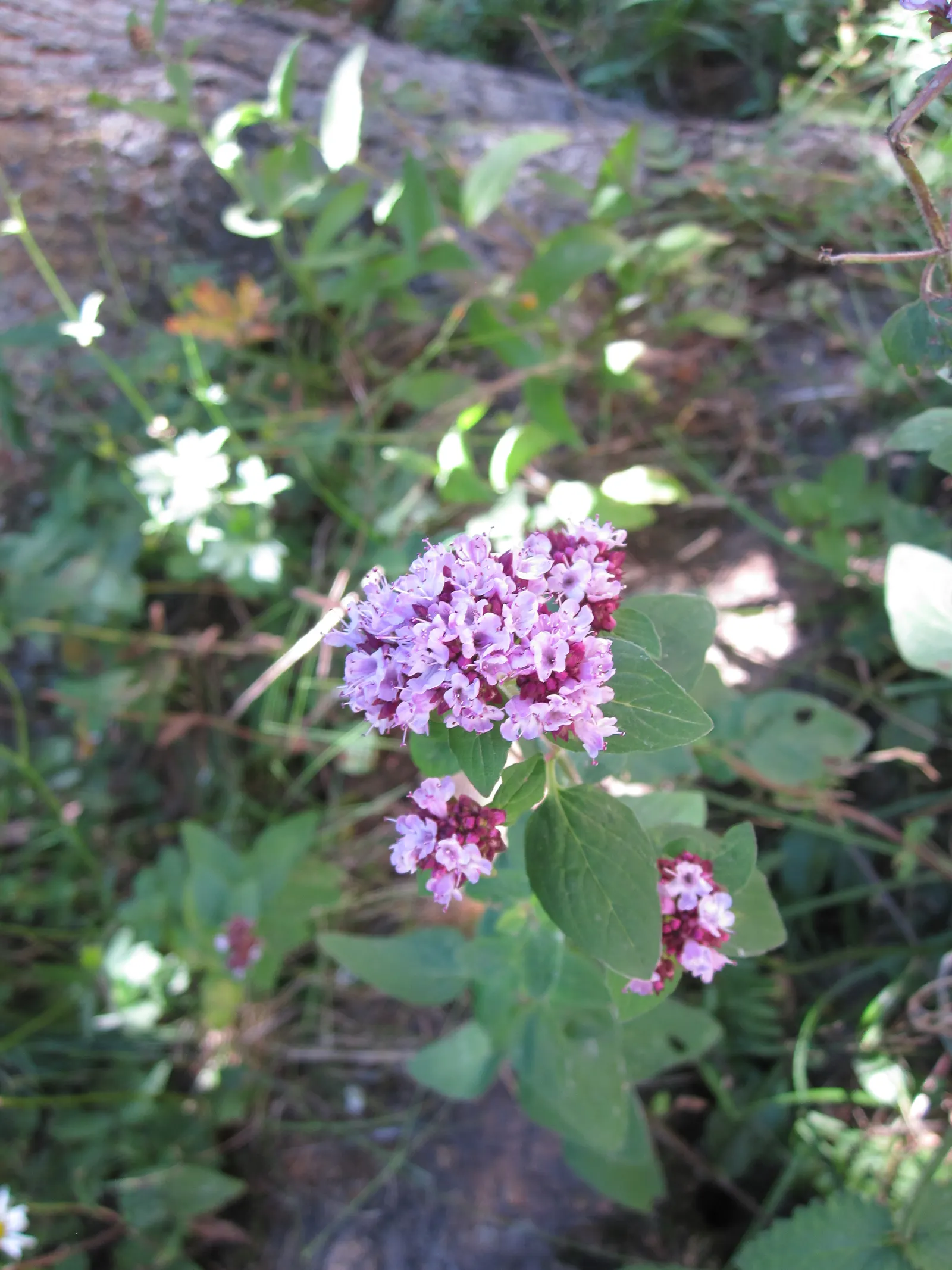 Oregano (Origanum Vulgare) — oregano is a versatile plant that requires full sun exposure for optimal growth; scientifically named Origanum vulgare, image 50