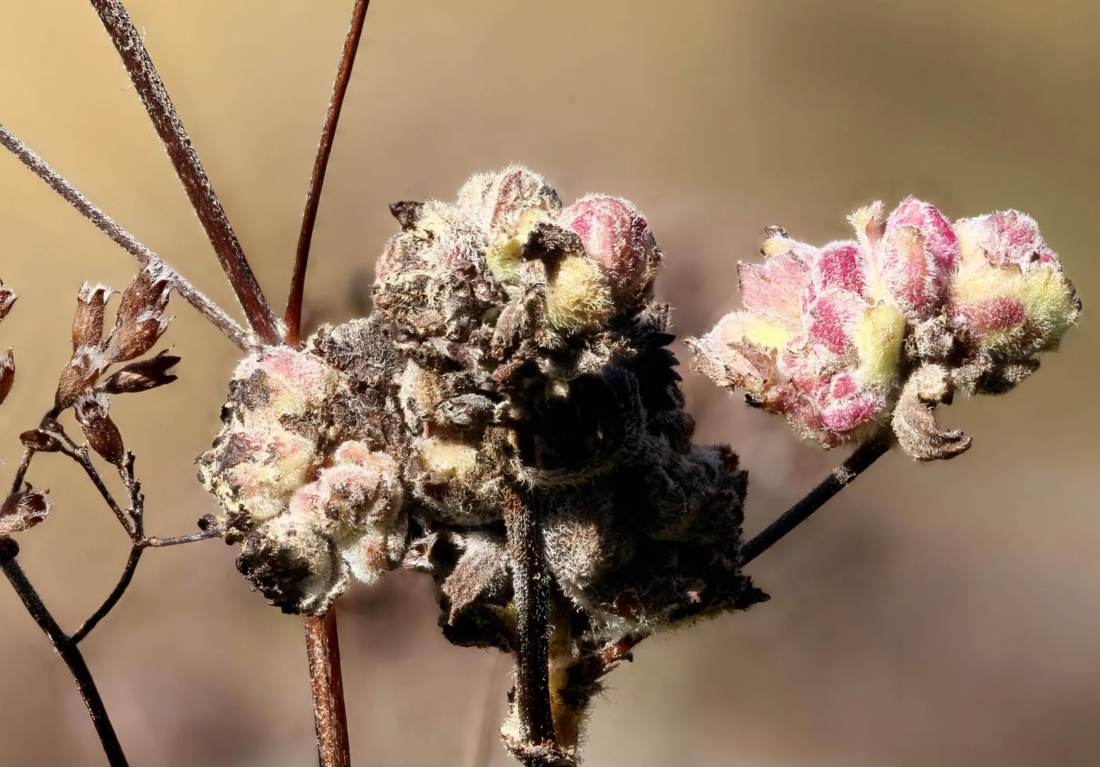 Oregano (Origanum Vulgare) — prized for its aromatic leaves used in culinary applications; for the best flavor, gather leaves just before the plant, image 62