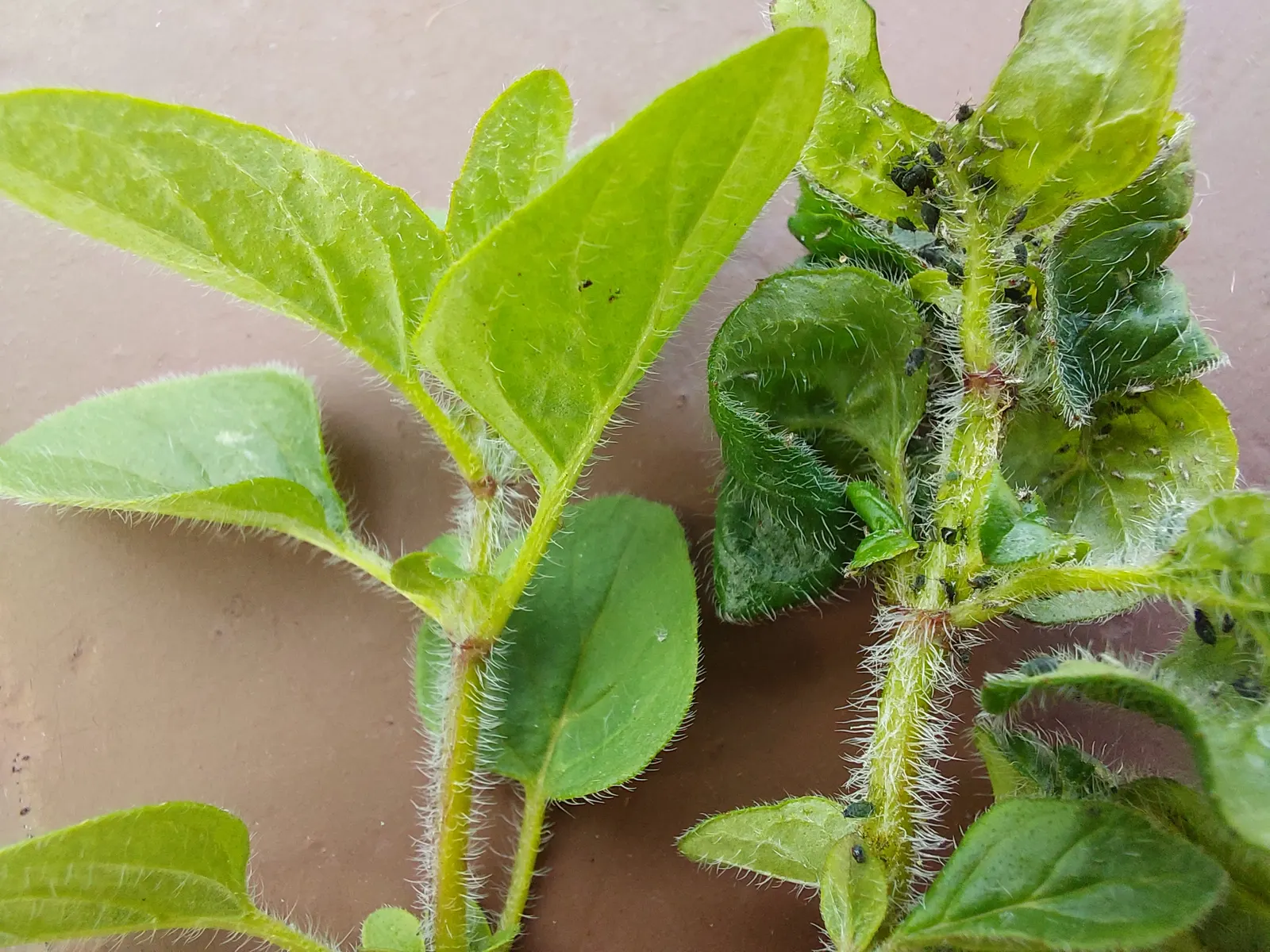 Oregano (Origanum Vulgare) — herb / perennial with pink blooms; oregano is a versatile plant that requires full sun exposure for optimal growth