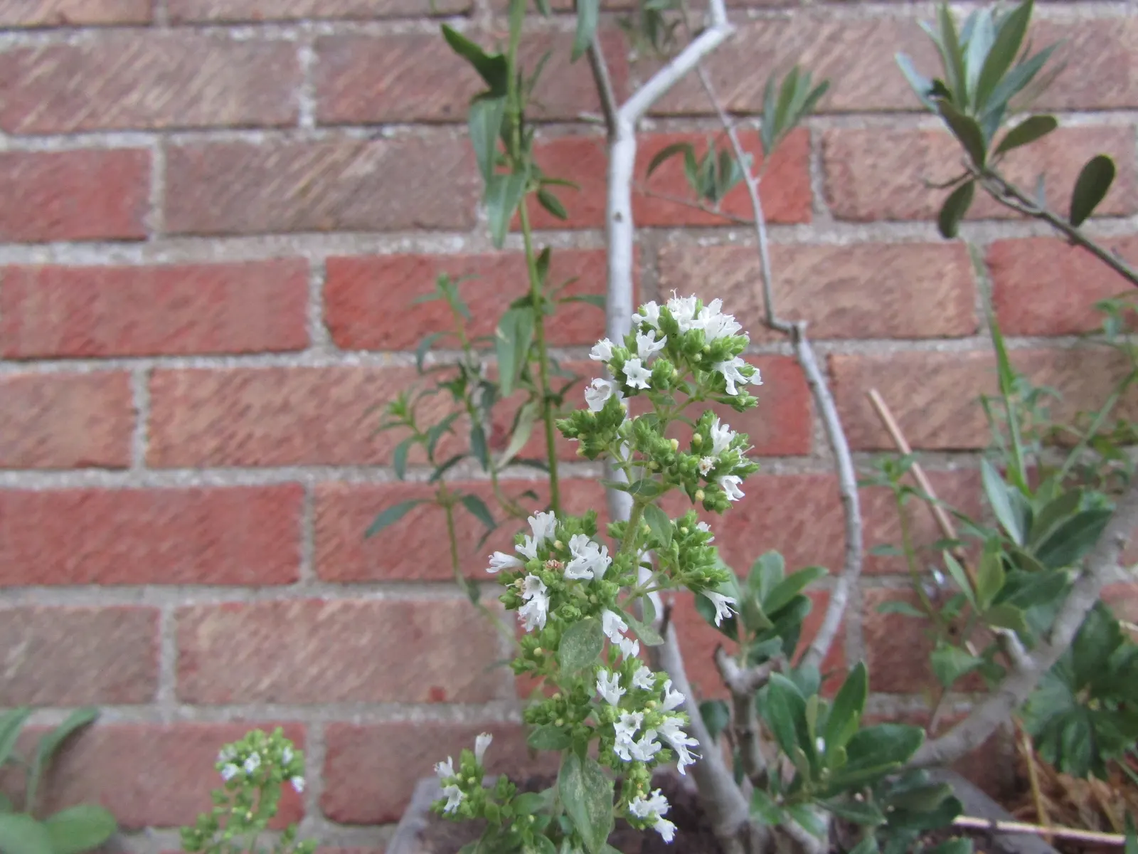 Oregano (Origanum Vulgare) — oregano leaves are a staple in Mediterranean cuisine; oregano (Origanum vulgare) is a resilient perennial herb, image 132