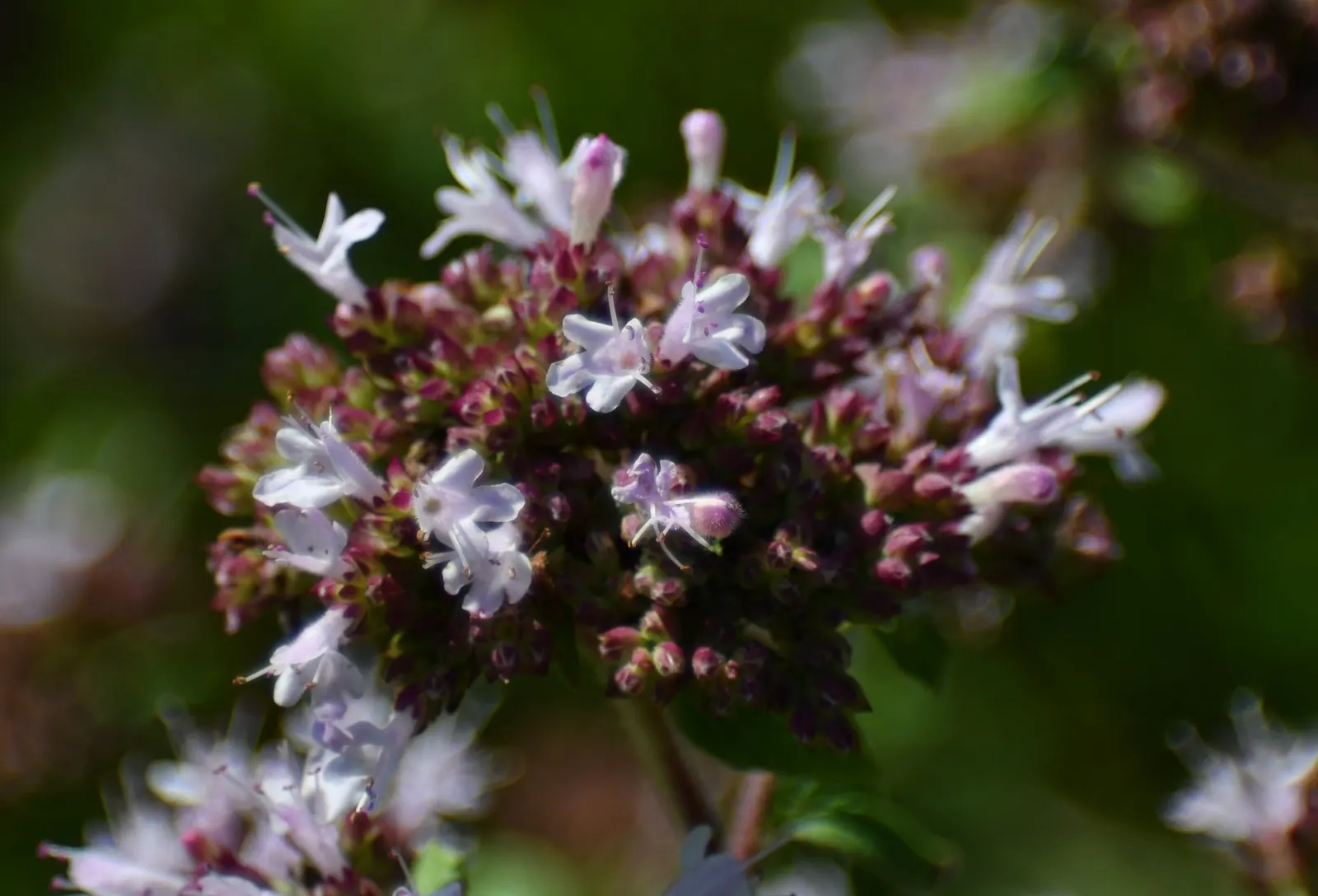 Oregano (Origanum Vulgare) — prized for its aromatic leaves used in culinary applications; for the best flavor, gather leaves just before the plant, image 42