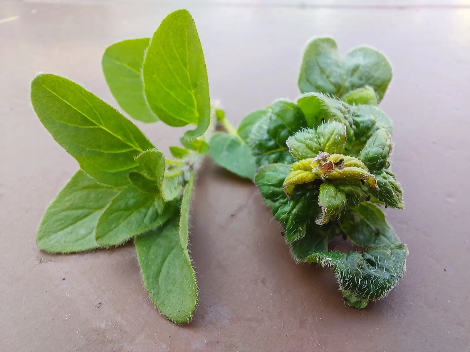 Oregano (Origanum Vulgare) — and sensory appeal make it an excellent choice for both novice gardeners and seasoned landscapers; and its tendency to attract