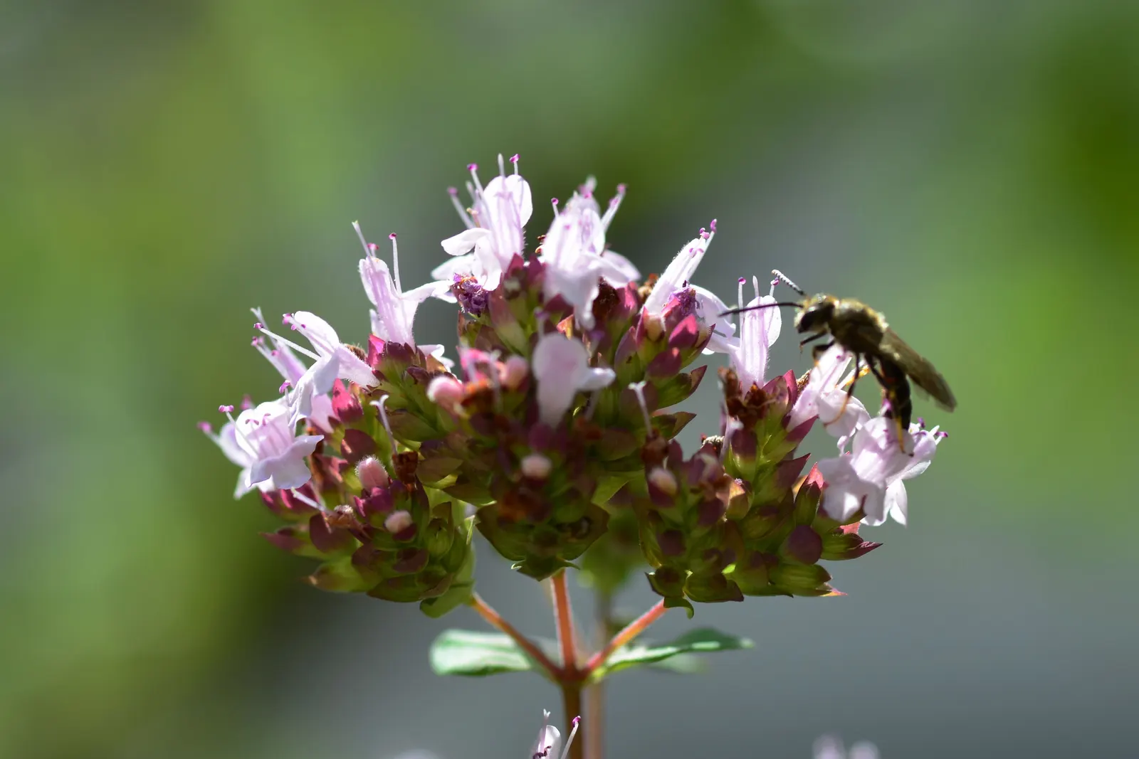 Oregano (Origanum Vulgare) — is a perennial herb cherished for its aromatic leaves and delicate purple flowers; and breads.<br><br>For the, image 48