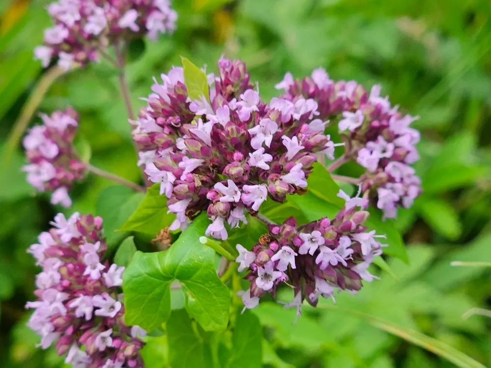 Oregano (Origanum Vulgare) — Thriving in full sun and well-drained soil; oregano is drought tolerant once established and attracts pollinators, image 44