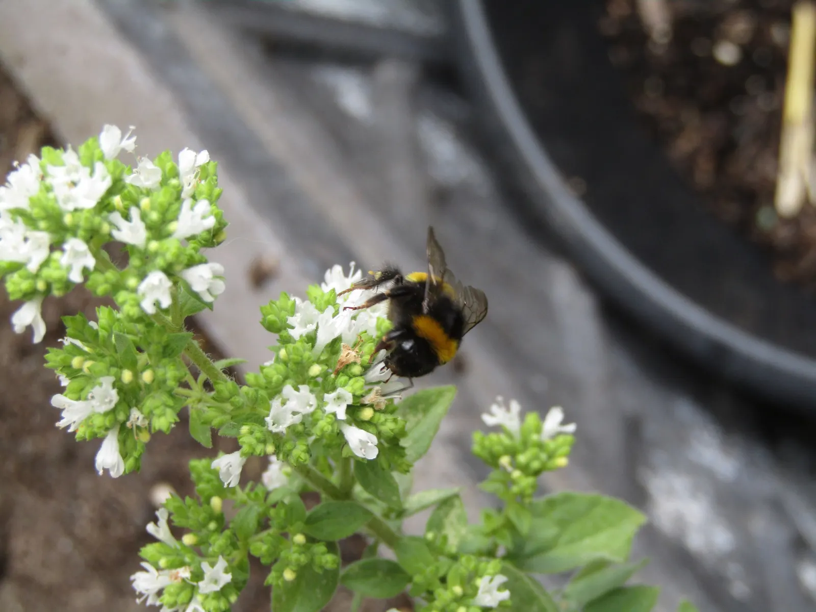 Oregano (Origanum Vulgare) — For the best flavor, gather leaves just before the plant flowers, typically in late spring to early summer, image 131