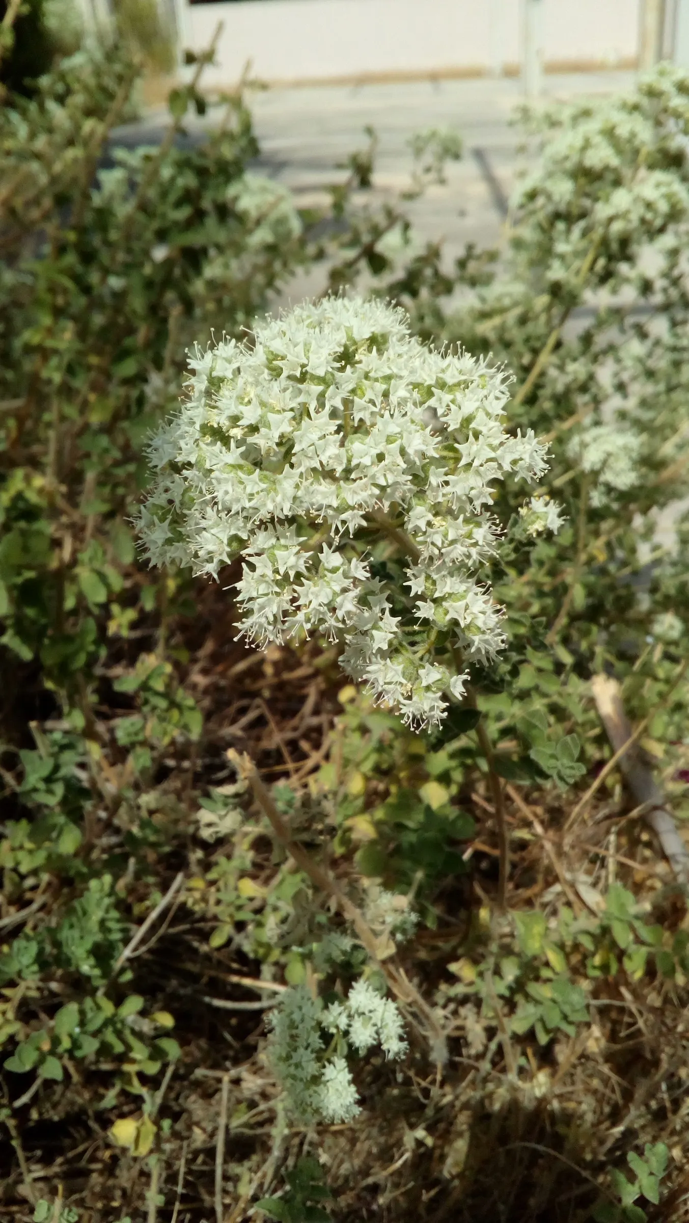 Oregano (Origanum Vulgare) — Oregano (Origanum vulgare) is a resilient perennial herb; thriving in full sun and well-drained soil, image 41