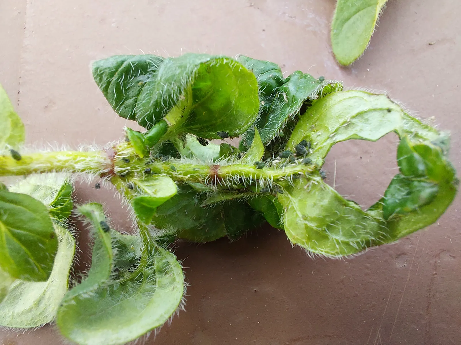 Oregano (Origanum Vulgare) — herb / perennial for full or half; and sensory appeal make it an excellent choice for both novice gardeners and seasoned