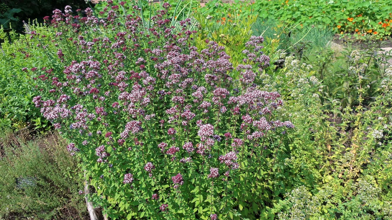 Oregano (Origanum Vulgare) — oregano is drought tolerant once established and attracts pollinators; oregano leaves are a staple in Mediterranean, image 65