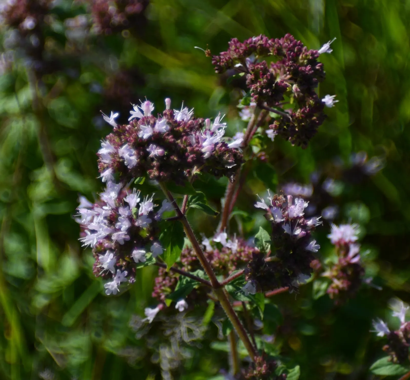 Oregano (Origanum Vulgare) — pink flowers in the garden; it features delicate purple flowers and reaches up to 30 inches tall, with a spread of 18 inches