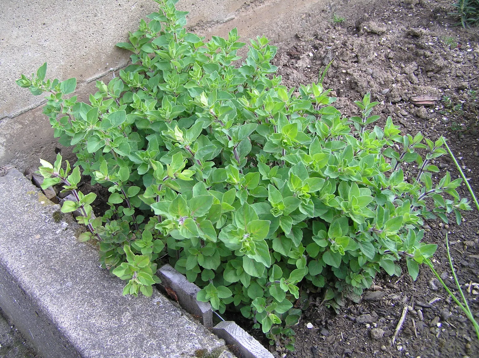 Oregano (Origanum Vulgare) — incorporating oregano provides both an aesthetic and functional element; its texture contrasts beautifully against, image 94