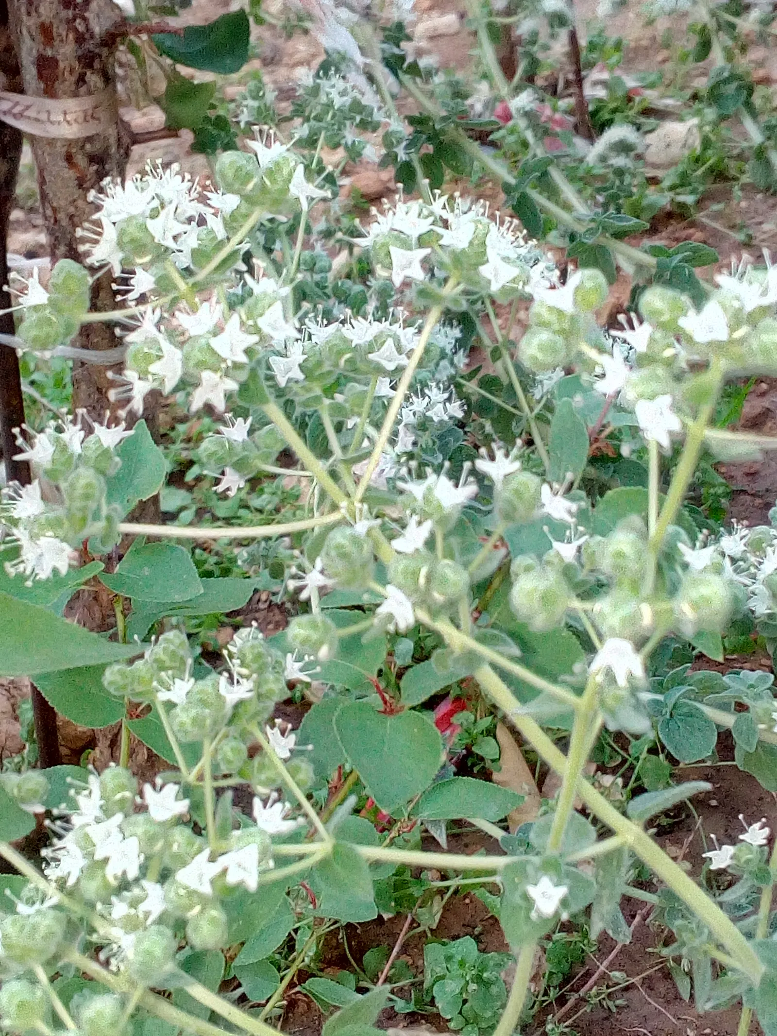 Oregano (Origanum Vulgare) — oregano leaves are a staple in Mediterranean cuisine; oregano (Origanum vulgare) is a resilient perennial herb, image 52