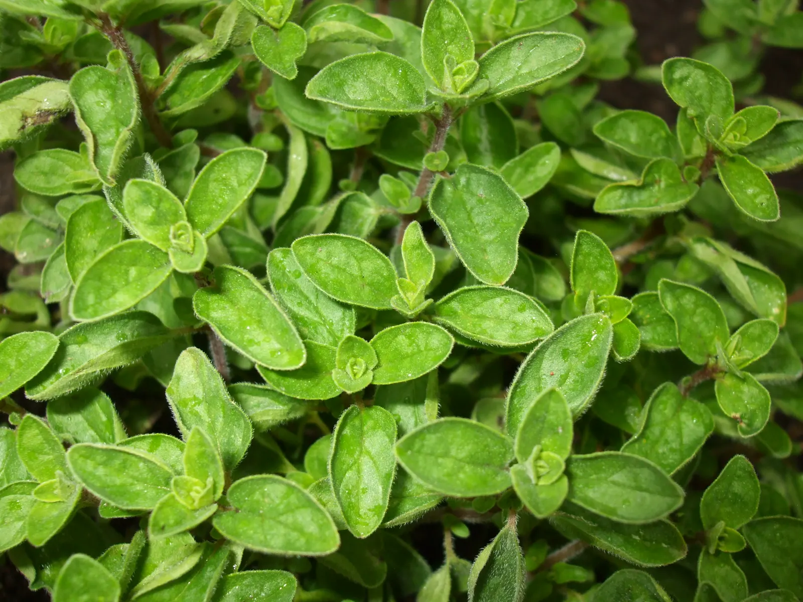 Oregano (Origanum Vulgare) — Thriving in full sun and well-drained soil; oregano is drought tolerant once established and attracts pollinators, image 64