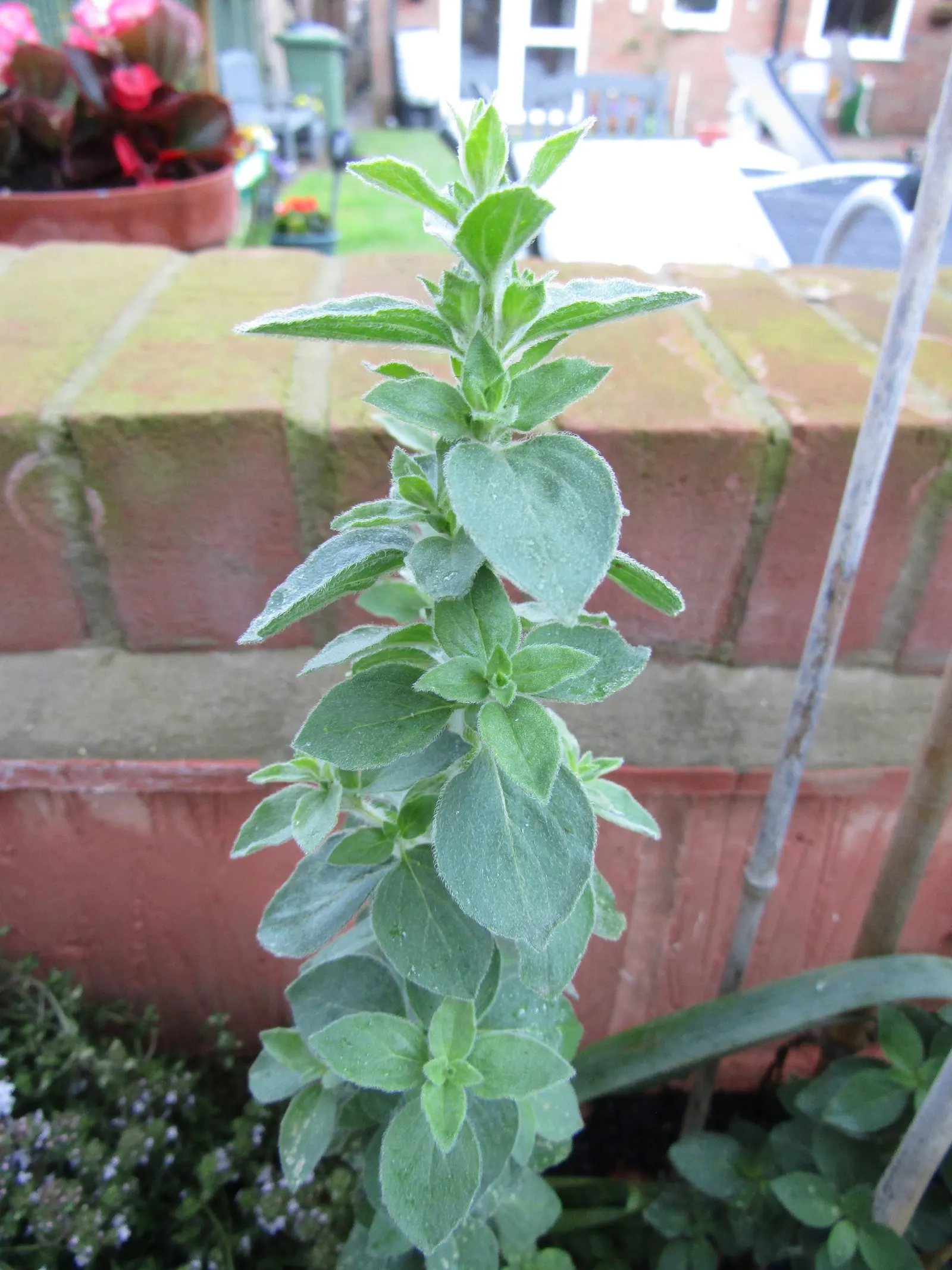 Oregano (Origanum Vulgare) — Department of Agriculture plant hardiness zones 4 through 8; herb / perennial for full or half, image 129