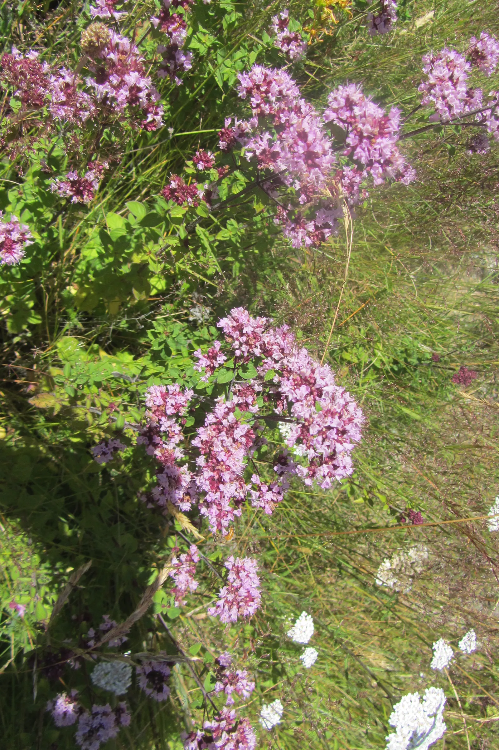 Oregano (Origanum Vulgare) — It features delicate purple flowers and reaches up to 30 inches tall, with a spread of 18 inches; pink flowers in the, image 43