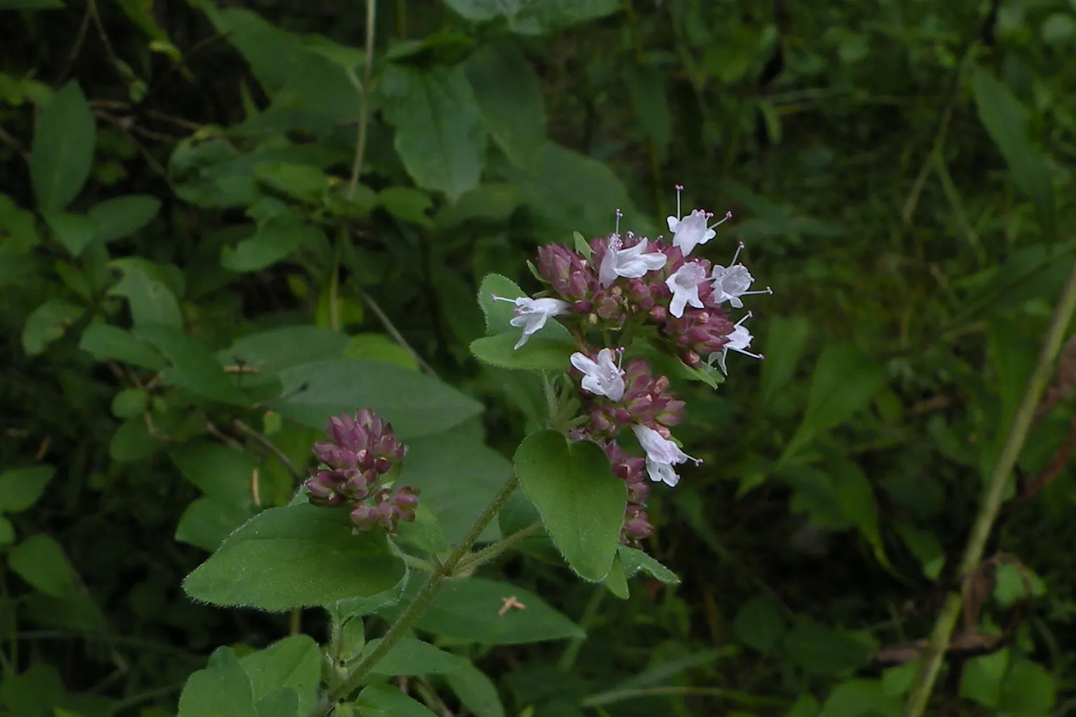 Oregano (Origanum Vulgare) — It features delicate purple flowers and reaches up to 30 inches tall, with a spread of 18 inches; pink flowers in the, image 83