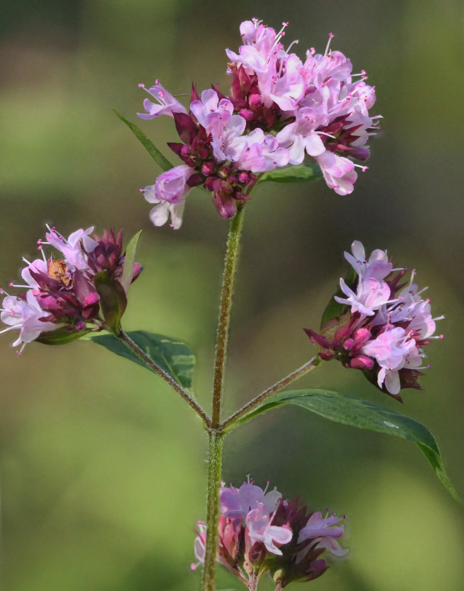 Oregano (Origanum Vulgare) — herb / perennial with pink blooms; oregano is a versatile plant that requires full sun exposure for optimal growth, image 59