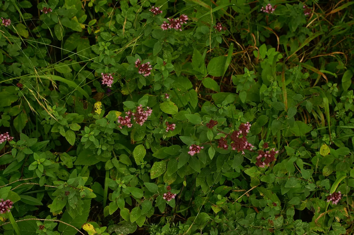 Oregano (Origanum Vulgare) — scientifically named Origanum vulgare; its versatility makes it an excellent addition to herb gardens, rockeries, or, image 47