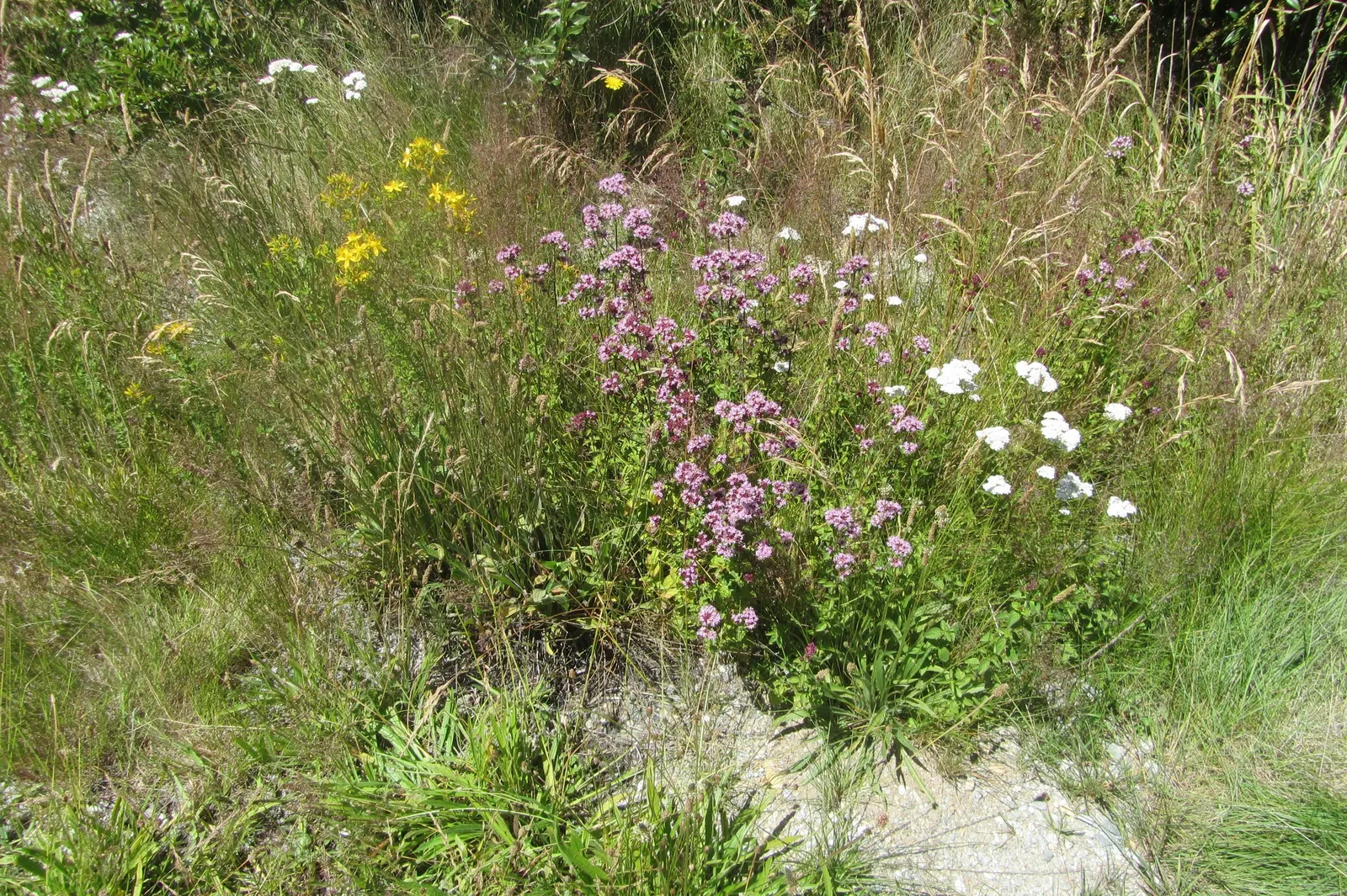 Oregano (Origanum Vulgare) — For the best flavor, gather leaves just before the plant flowers, typically in late spring to early summer, image 51