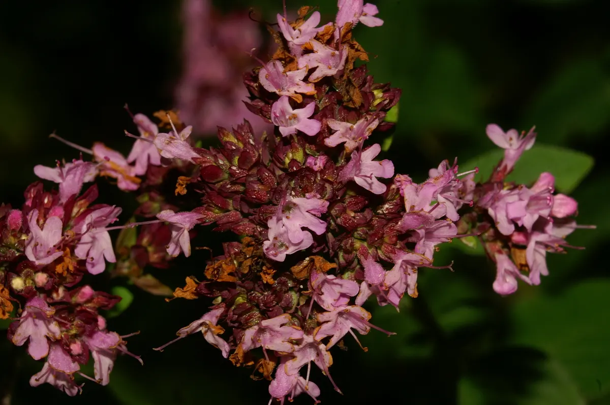 Oregano (Origanum Vulgare) — Its versatility makes it an excellent addition to herb gardens, rockeries, or as a fragrant ground cover; herb /, image 46