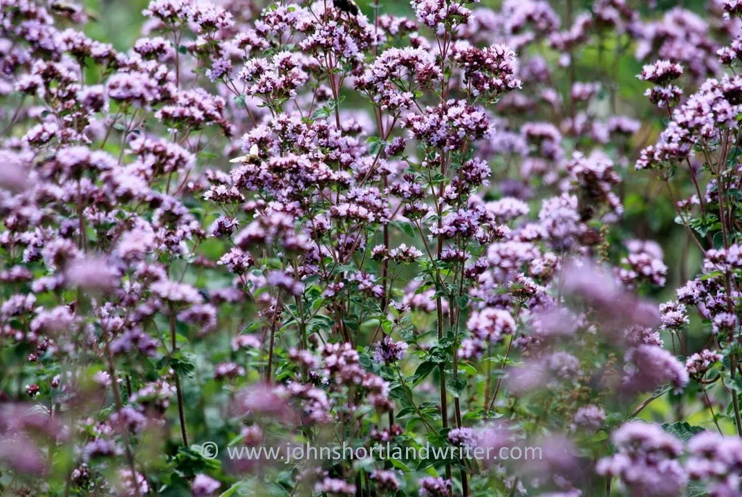 Oregano (Origanum Vulgare) — herb / perennial for full or half; and sensory appeal make it an excellent choice for both novice gardeners and, image 60
