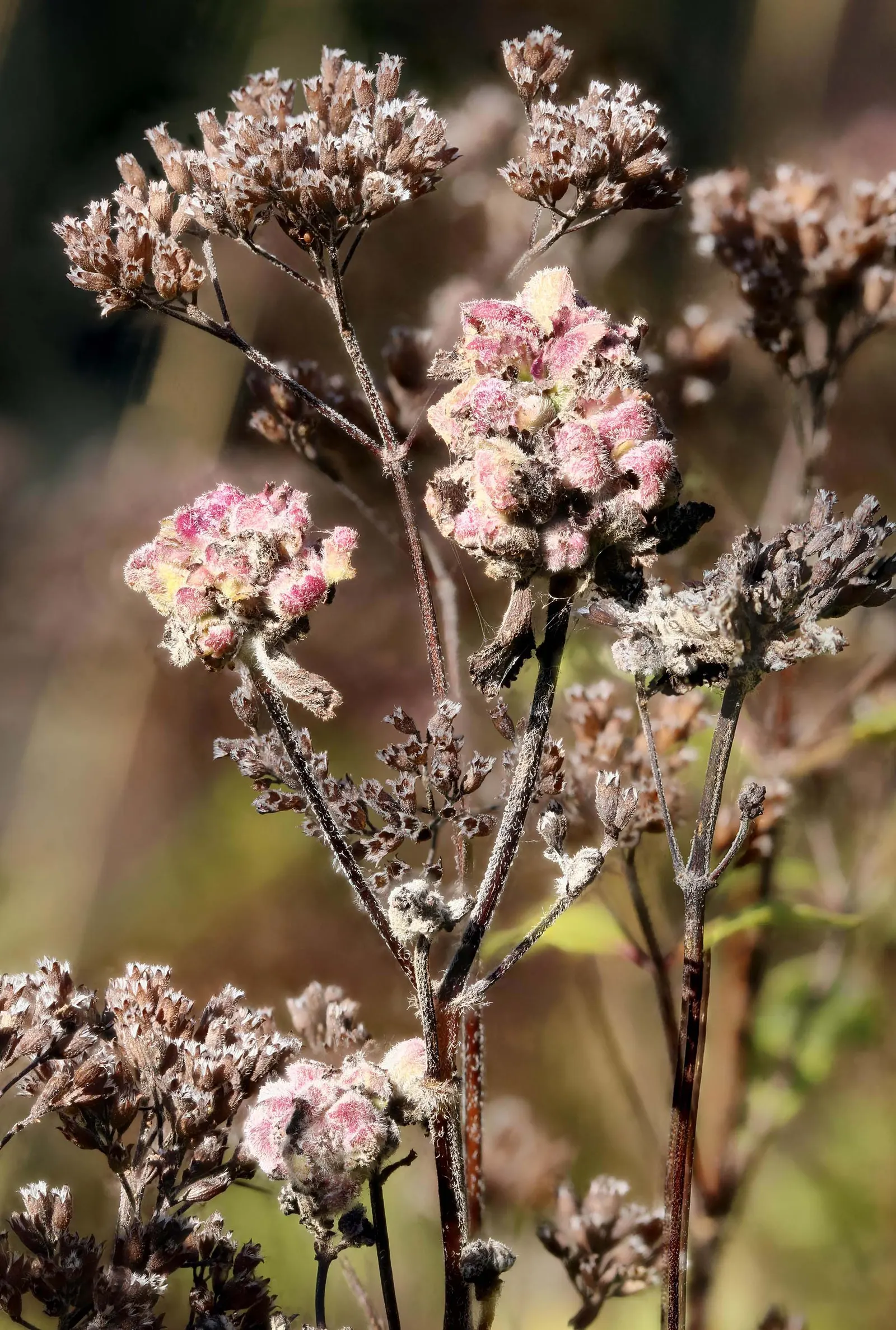 Oregano (Origanum Vulgare) — Oregano (Origanum vulgare) is a resilient perennial herb; thriving in full sun and well-drained soil, image 61