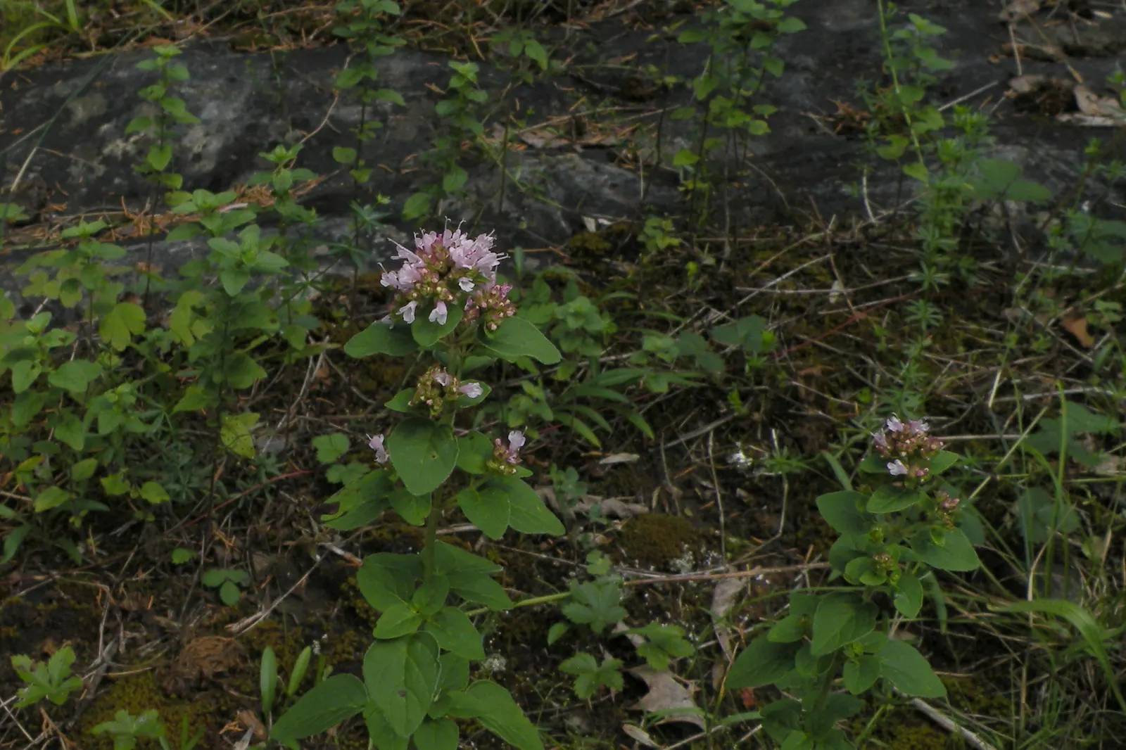 Oregano (Origanum Vulgare) — For the best flavor, gather leaves just before the plant flowers, typically in late spring to early summer, image 91