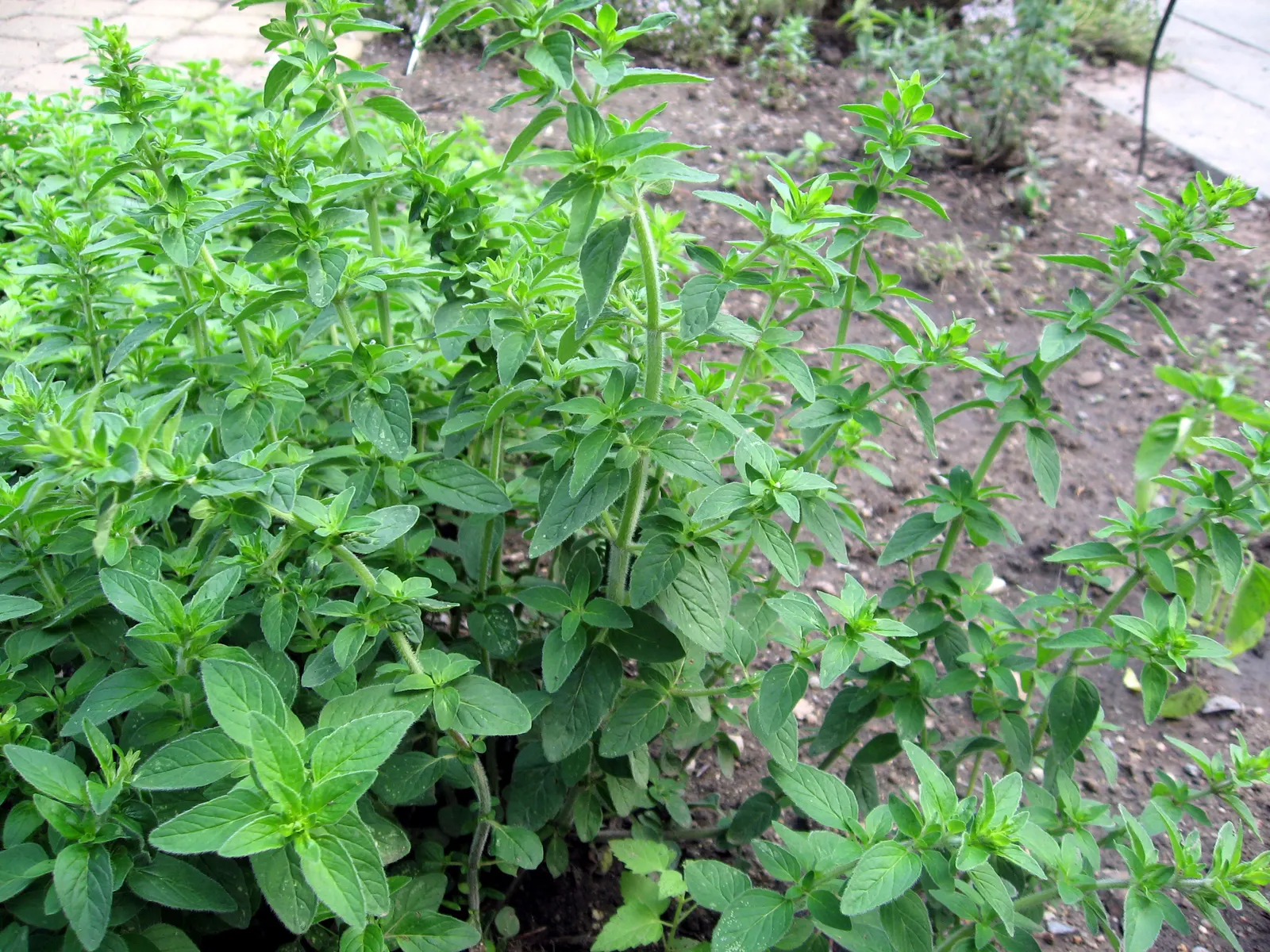 Oregano (Origanum Vulgare) — Its texture contrasts beautifully against broader-leaved plants; prized for its aromatic leaves used in culinary, image 55