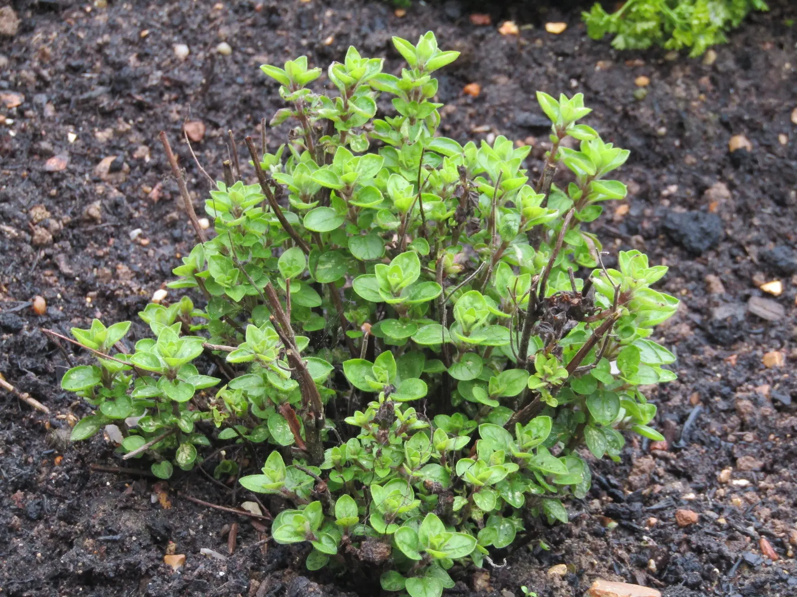 Oregano (Origanum Vulgare) — oregano is a versatile plant that requires full sun exposure for optimal growth; scientifically named Origanum vulgare, image 130