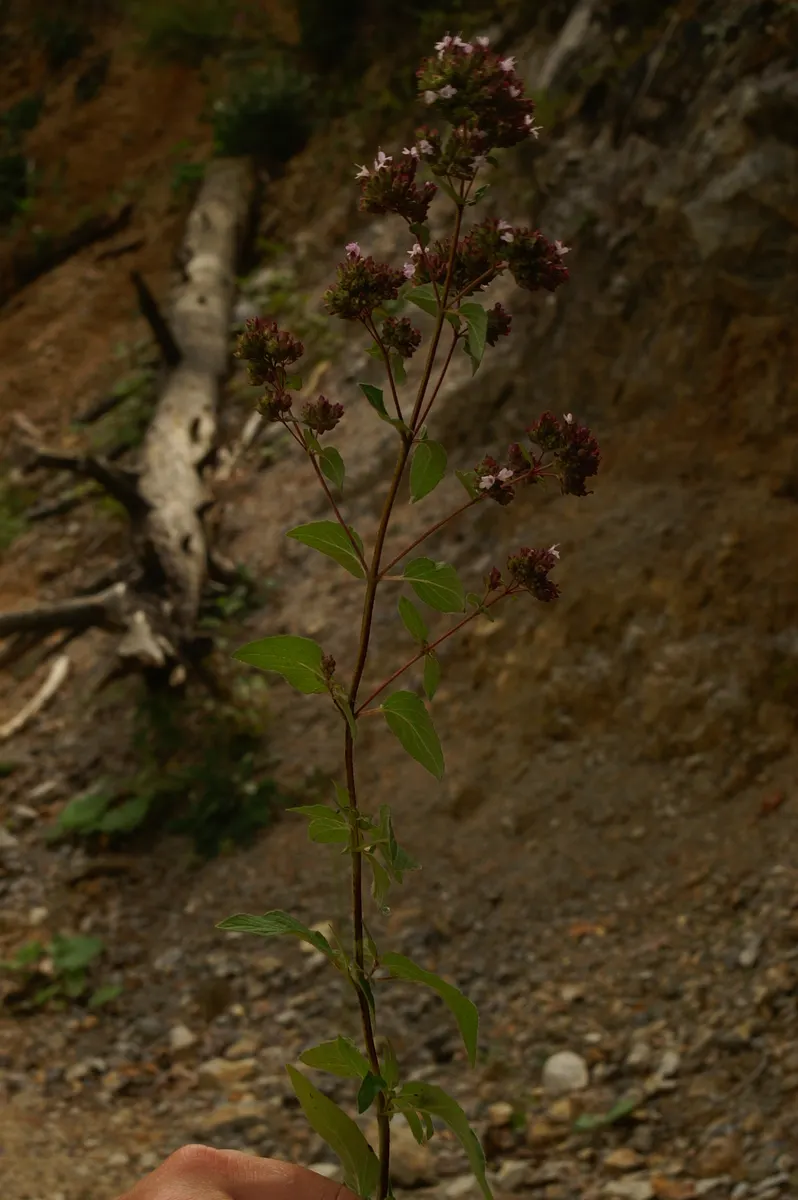 Oregano (Origanum Vulgare) — and sensory appeal make it an excellent choice for both novice gardeners and seasoned landscapers; and its tendency to, image 57