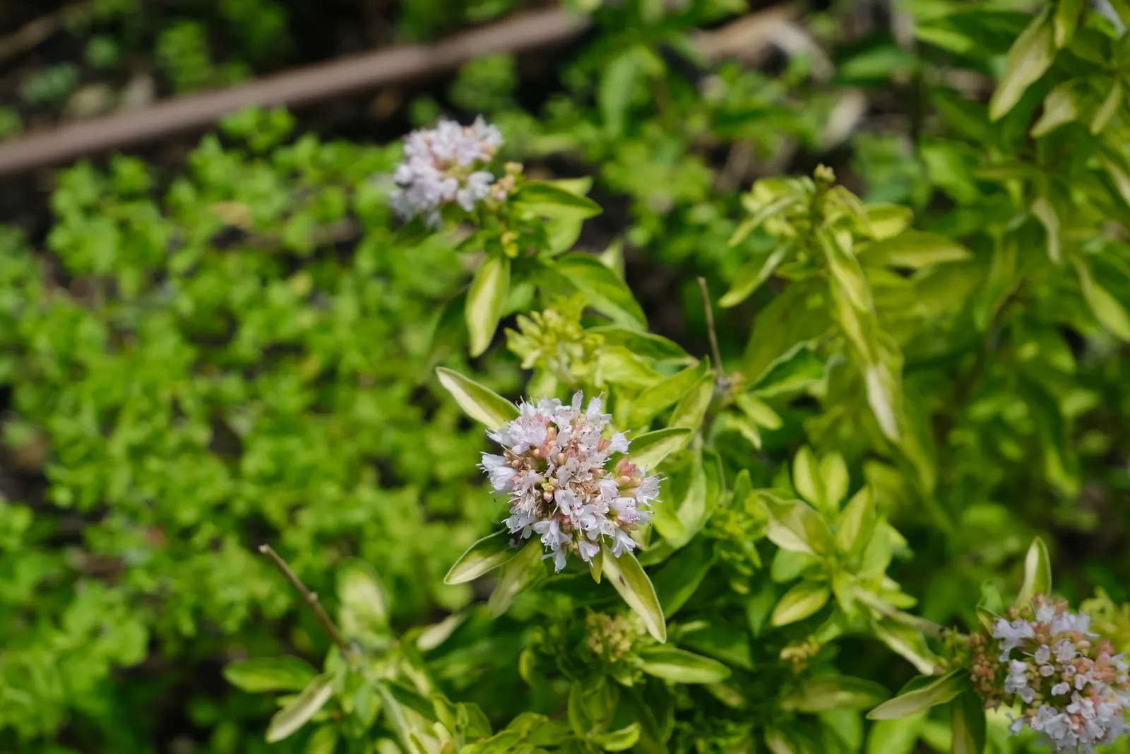 Oregano (Origanum Vulgare) — Department of Agriculture plant hardiness zones 4 through 8; herb / perennial for full or half, image 69