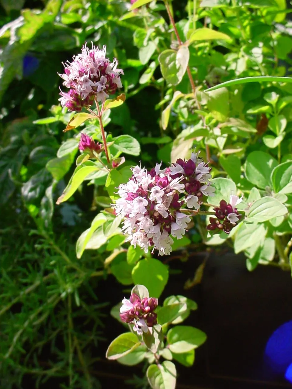 Oregano (Origanum Vulgare) — pink flowers in the garden; it features delicate purple flowers and reaches up to 30 inches tall, with a spread of 18, image 58