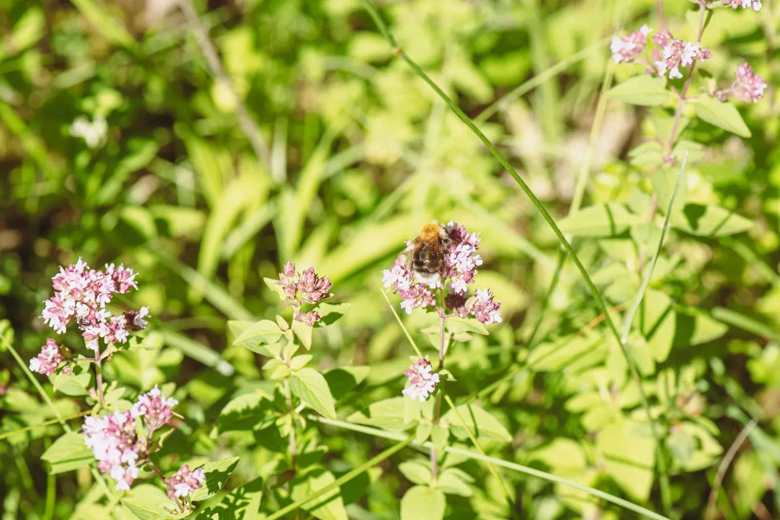 Oregano (Origanum Vulgare) — It features delicate purple flowers and reaches up to 30 inches tall, with a spread of 18 inches; pink flowers in the, image 63