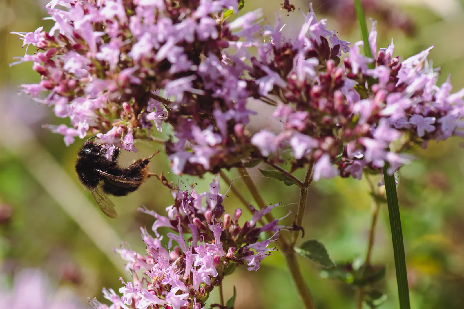 Oregano (Origanum Vulgare) — scientifically named Origanum vulgare; its versatility makes it an excellent addition to herb gardens, rockeries, or, image 67