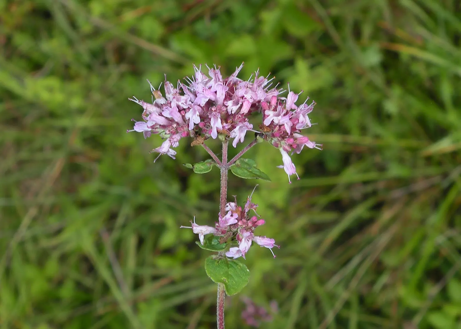 Oregano (Origanum Vulgare) — Its versatility makes it an excellent addition to herb gardens, rockeries, or as a fragrant ground cover; herb /, image 86