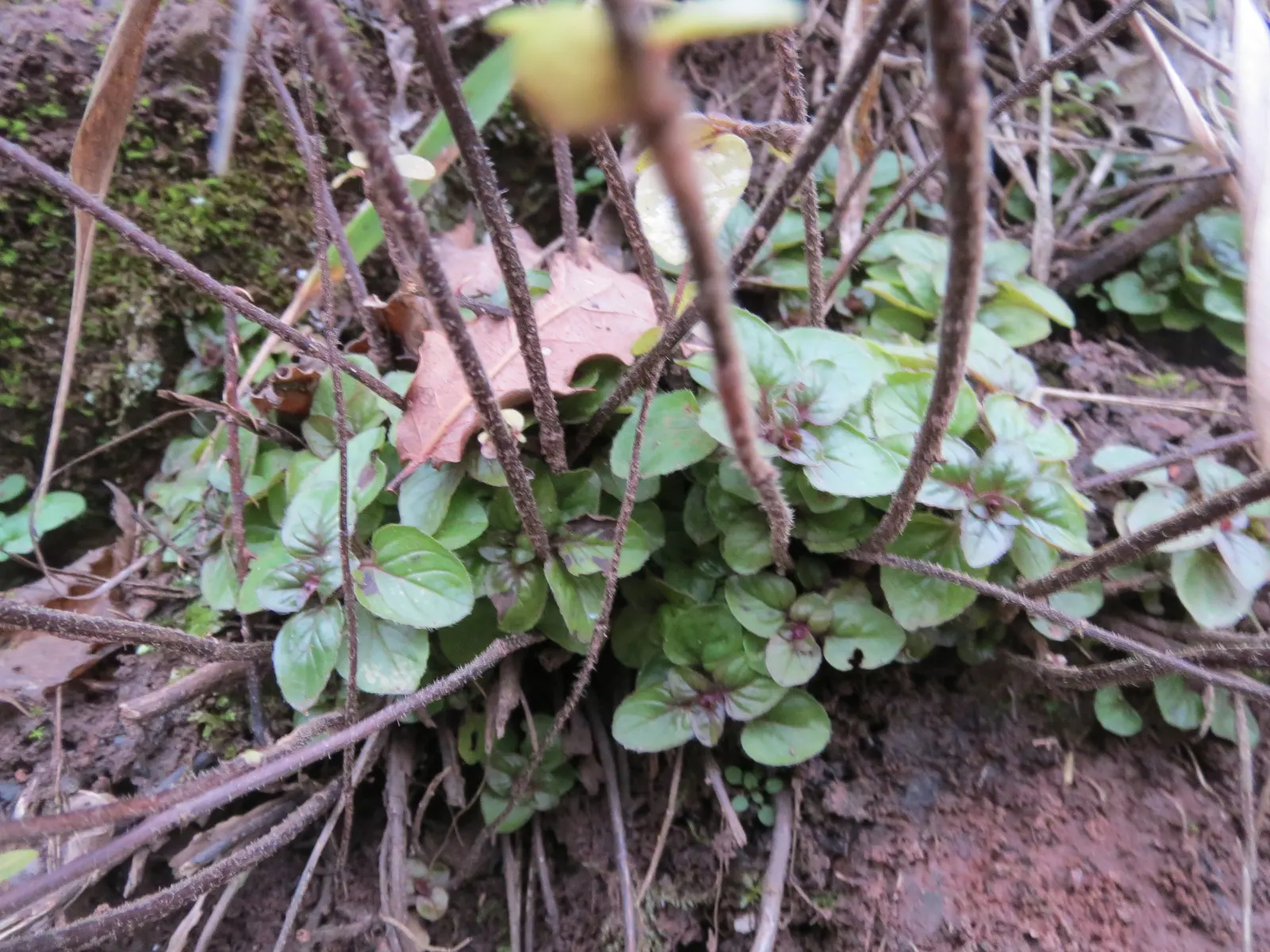 Oregano (Origanum Vulgare) — Oregano (Origanum vulgare) is a resilient perennial herb; thriving in full sun and well-drained soil, image 81