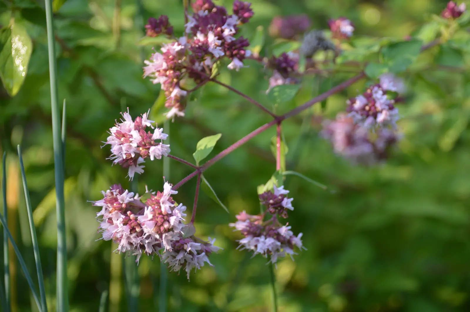 Oregano (Origanum Vulgare) — scientifically named Origanum vulgare