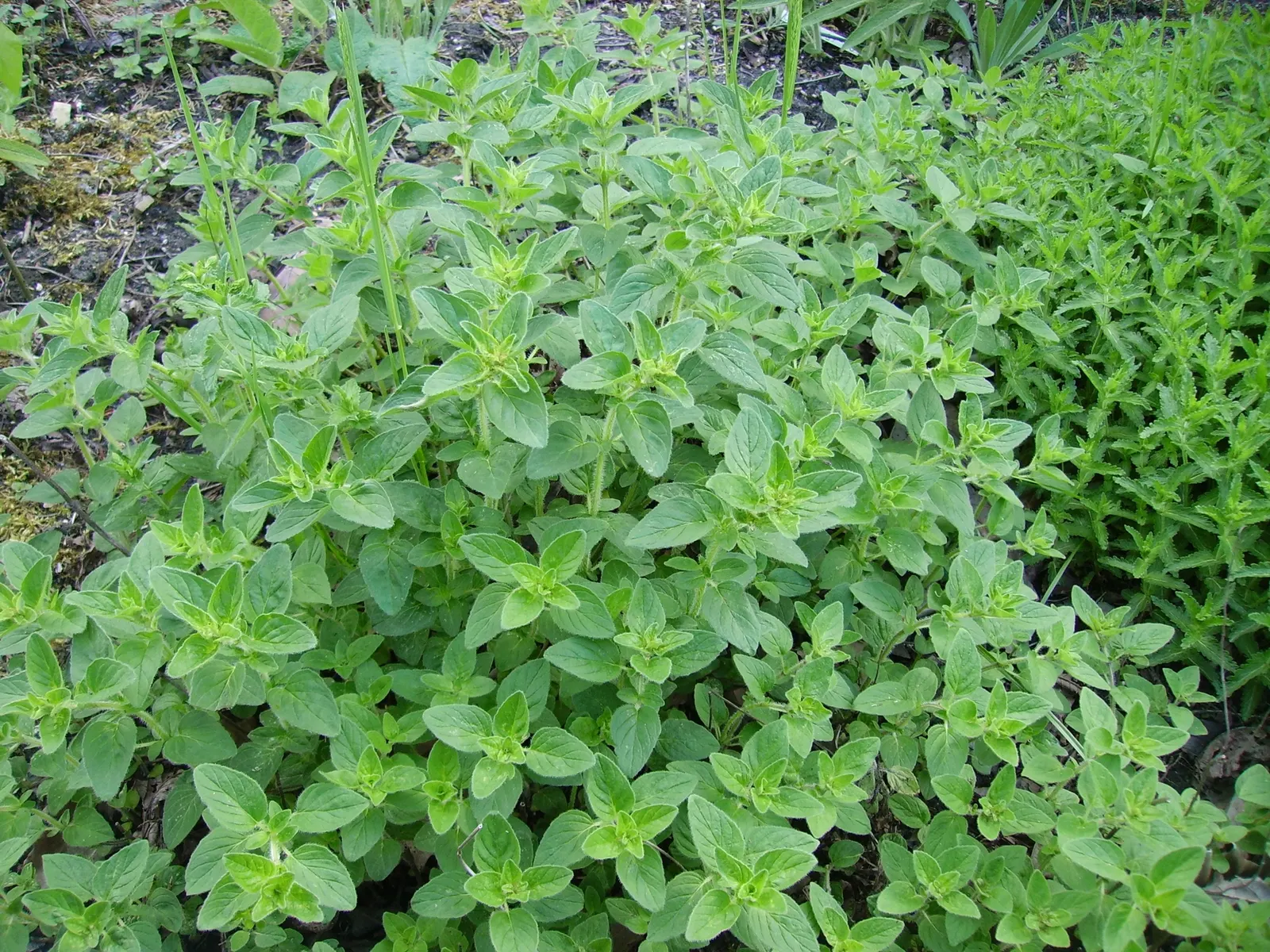 Oregano (Origanum Vulgare) — scientifically named Origanum vulgare; its versatility makes it an excellent addition to herb gardens, rockeries, or as a fragrant
