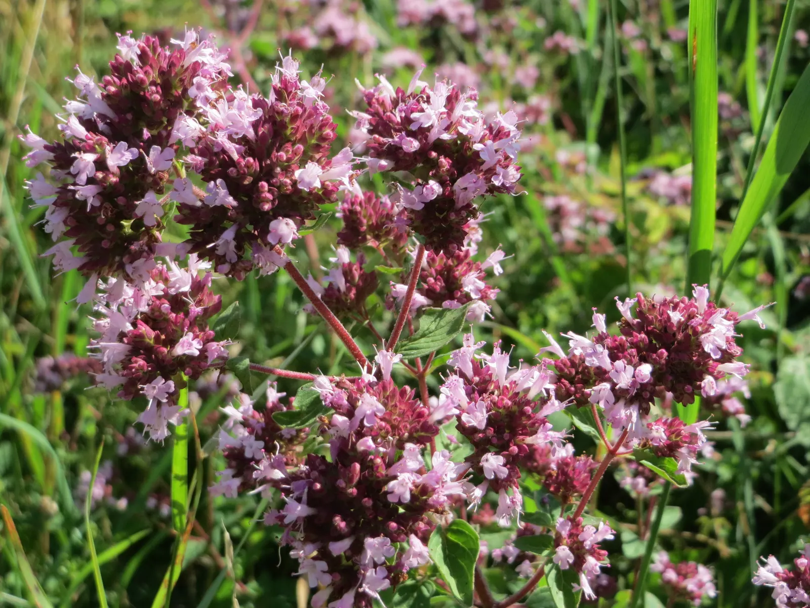 Oregano (Origanum Vulgare) — oregano leaves are a staple in Mediterranean cuisine; oregano (Origanum vulgare) is a resilient perennial herb