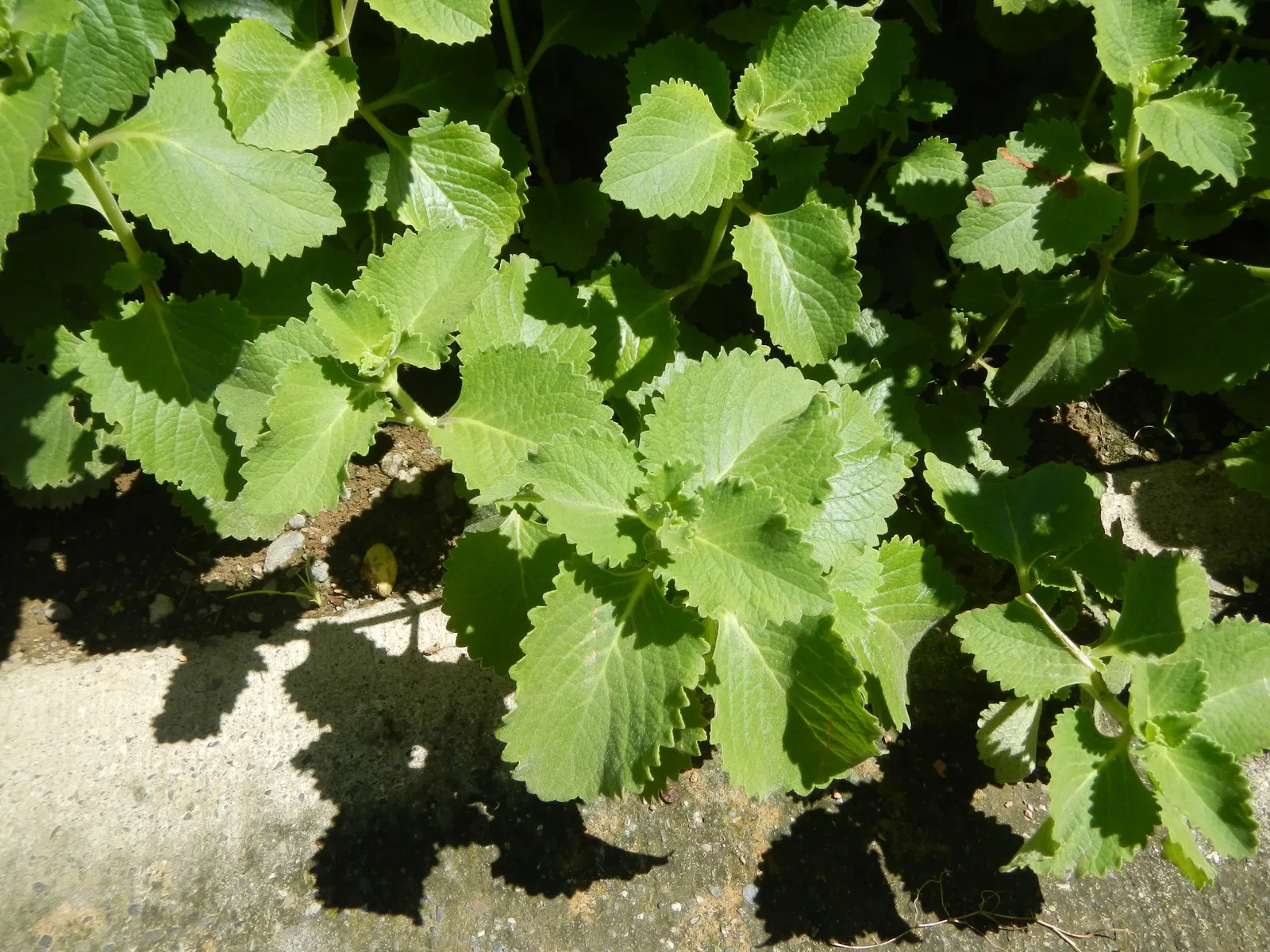 Oregano (Origanum Vulgare) — and its tendency to attract pollinators like bees and butterflies adds life to the garden