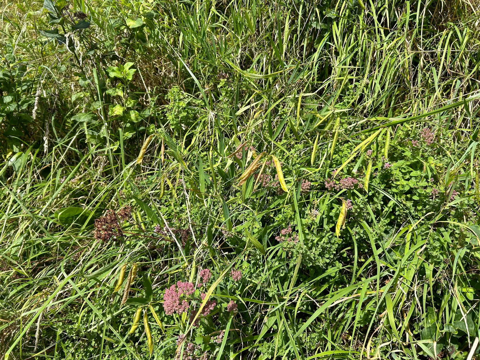 Oregano (Origanum Vulgare) — Department of Agriculture plant hardiness zones 4 through 8; herb / perennial for full or half