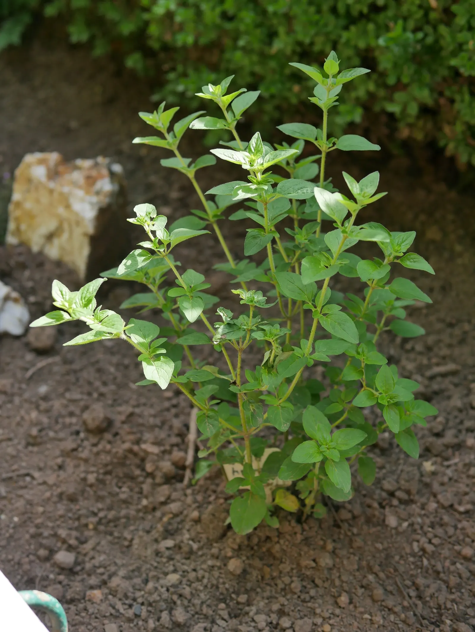 Oregano (Origanum Vulgare) — It features delicate purple flowers and reaches up to 30 inches tall, with a spread of 18 inches; pink flowers in the garden