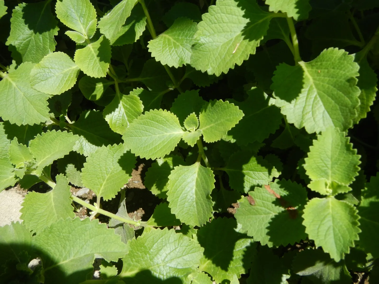 Oregano (Origanum Vulgare) — Oregano (Origanum vulgare) is a resilient perennial herb; thriving in full sun and well-drained soil