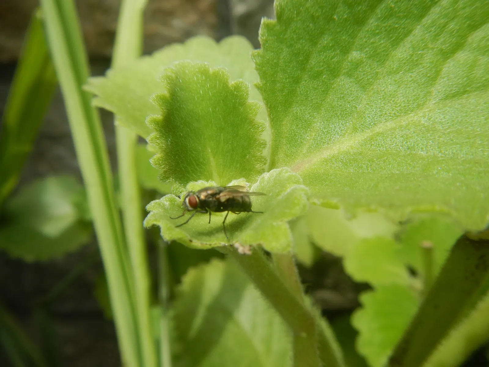 Oregano (Origanum Vulgare) — oregano is a versatile plant that requires full sun exposure for optimal growth; scientifically named Origanum vulgare