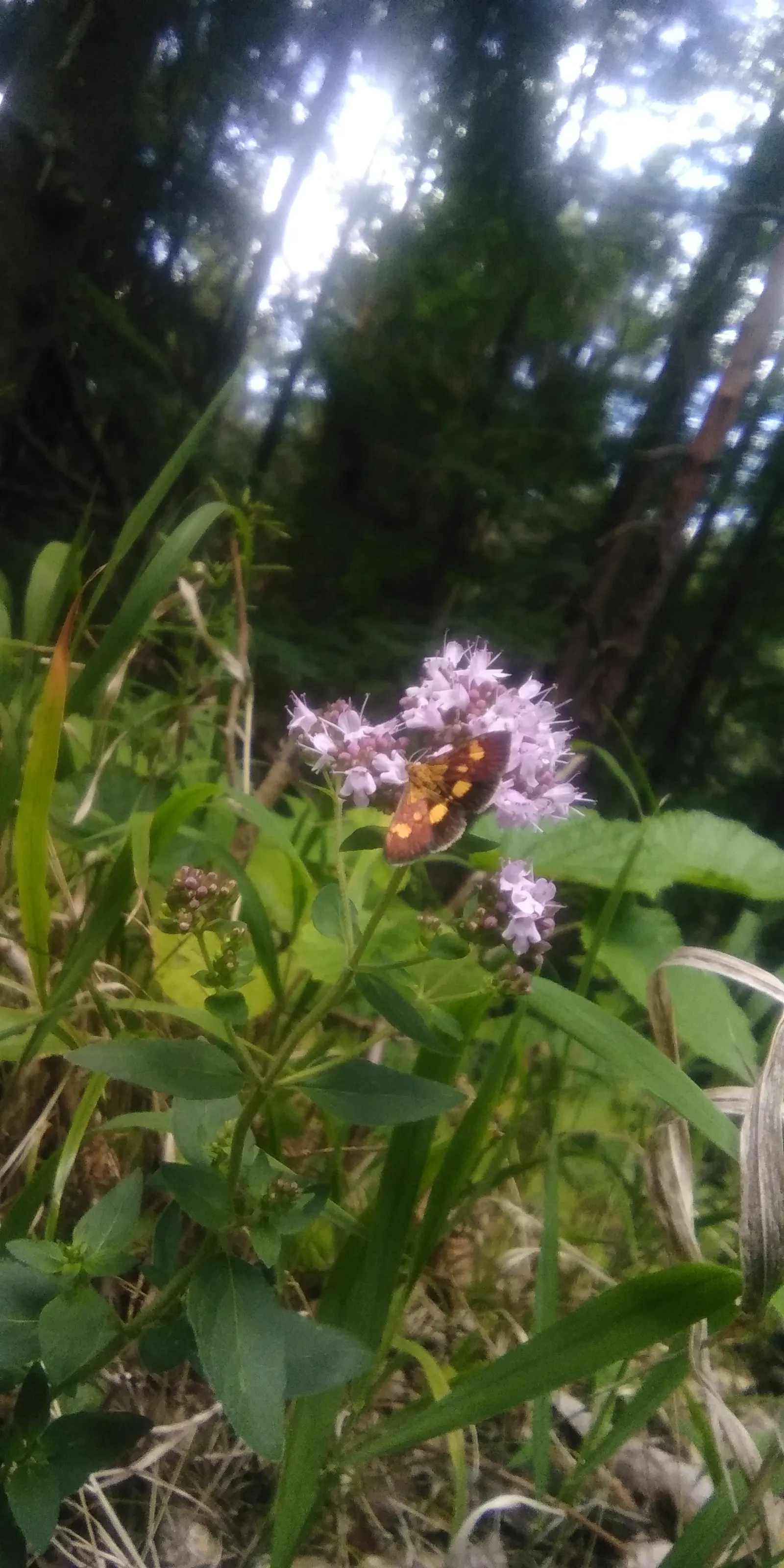 Oregano (Origanum Vulgare) — Thriving in full sun and well-drained soil; oregano is drought tolerant once established and attracts pollinators, image 84