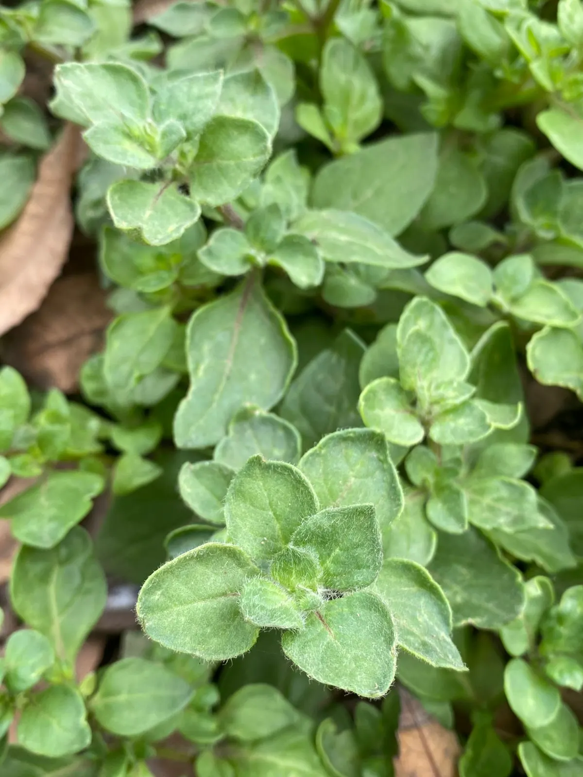 Oregano (Origanum Vulgare) — herb / perennial for full or half; and sensory appeal make it an excellent choice for both novice gardeners and, image 80