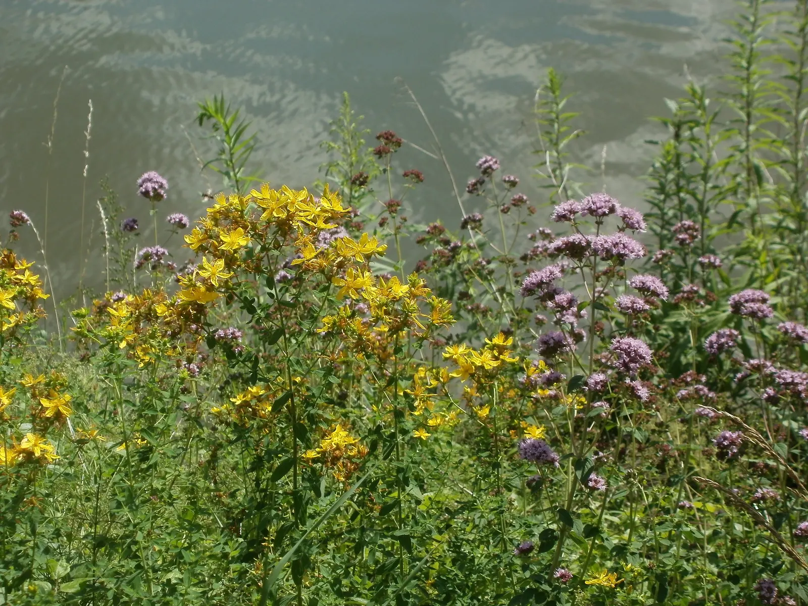 Oregano (Origanum Vulgare) — oregano is drought tolerant once established and attracts pollinators