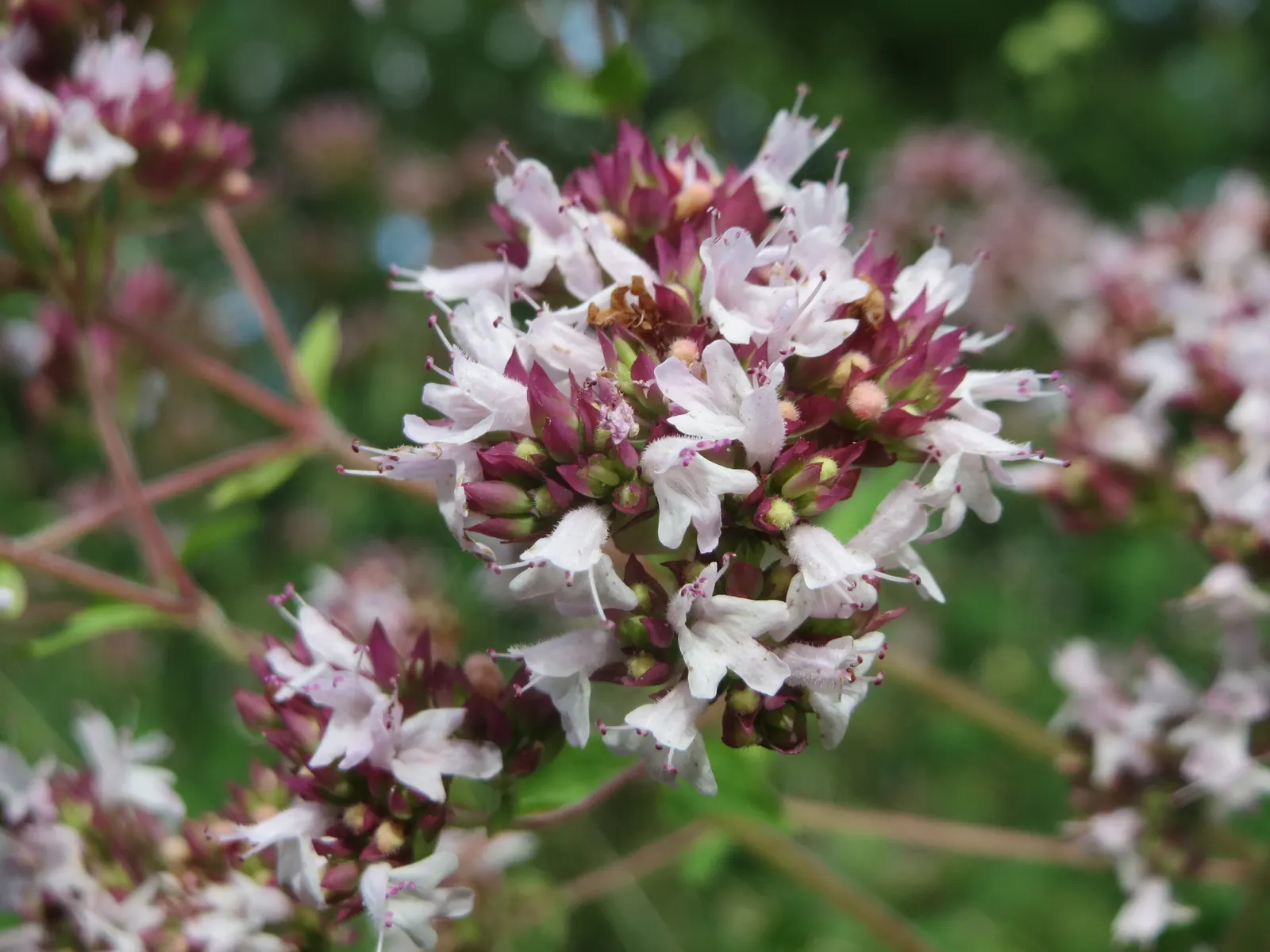 Oregano (Origanum Vulgare) — oregano is drought tolerant once established and attracts pollinators; oregano leaves are a staple in Mediterranean cuisine