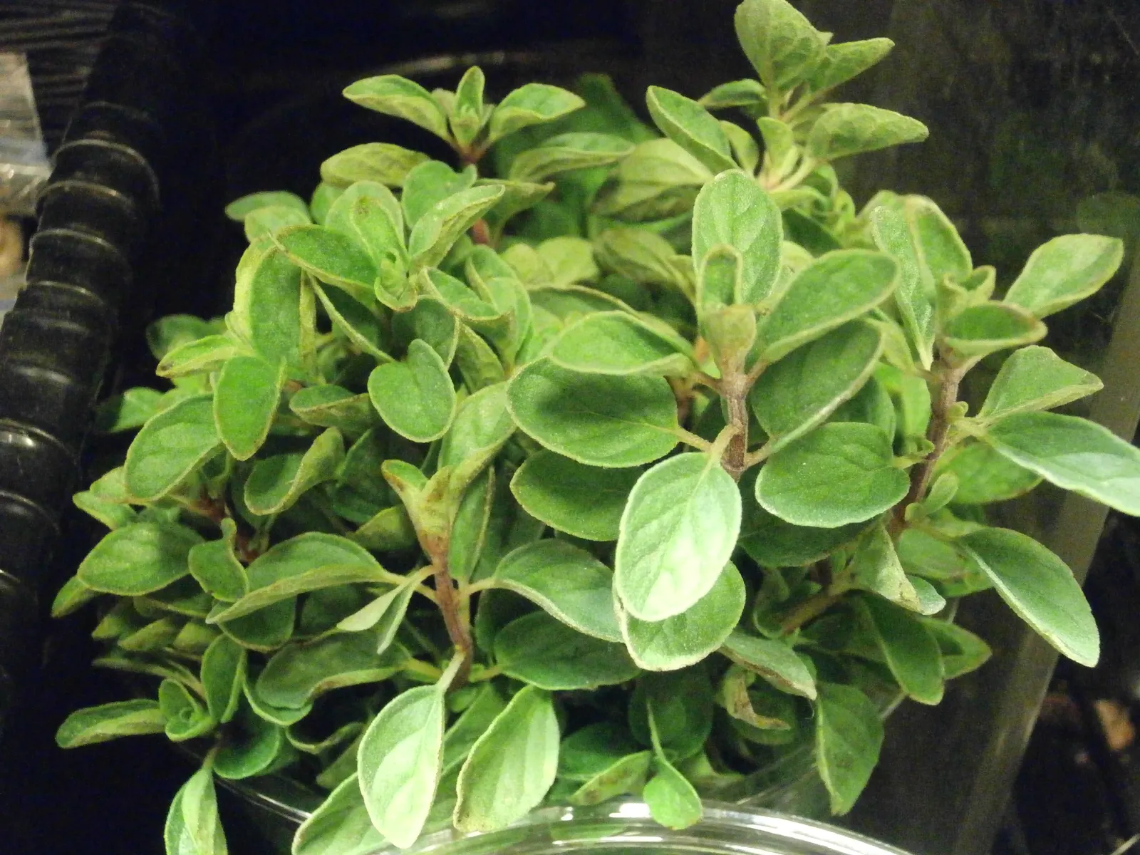 Oregano (Origanum Vulgare) — Thriving in full sun and well-drained soil; oregano is drought tolerant once established and attracts pollinators